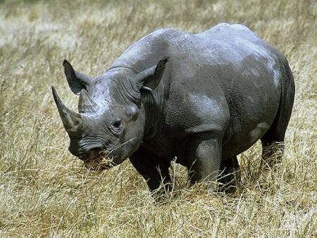 --- Le rhinocéros ---